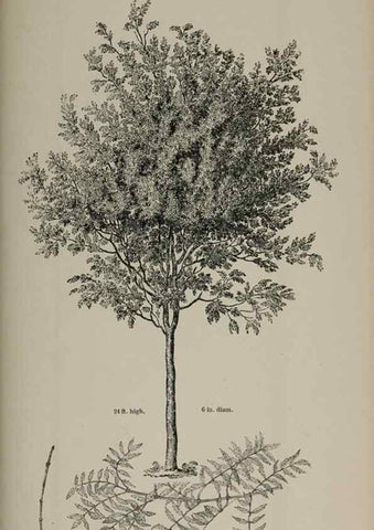 Reproducción/Reproduction 6918277338: Arboretum et fruticetum britannicum, or :. London :J.C. Loudon,1844.