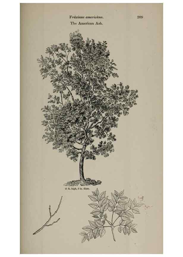 Reproducción/Reproduction 7064355695: Arboretum et fruticetum britannicum, or :. London :J.C. Loudon,1844.