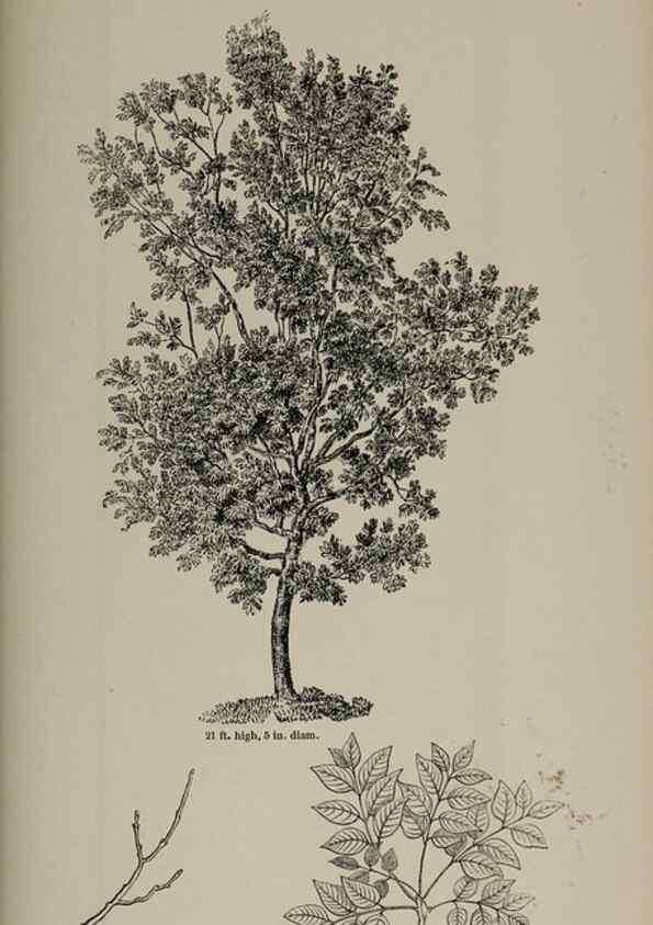 Reproducción/Reproduction 7064355695: Arboretum et fruticetum britannicum, or :. London :J.C. Loudon,1844.