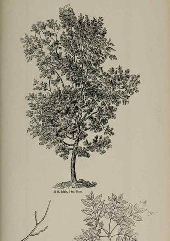 Reproducción/Reproduction 7064355695: Arboretum et fruticetum britannicum, or :. London :J.C. Loudon,1844.
