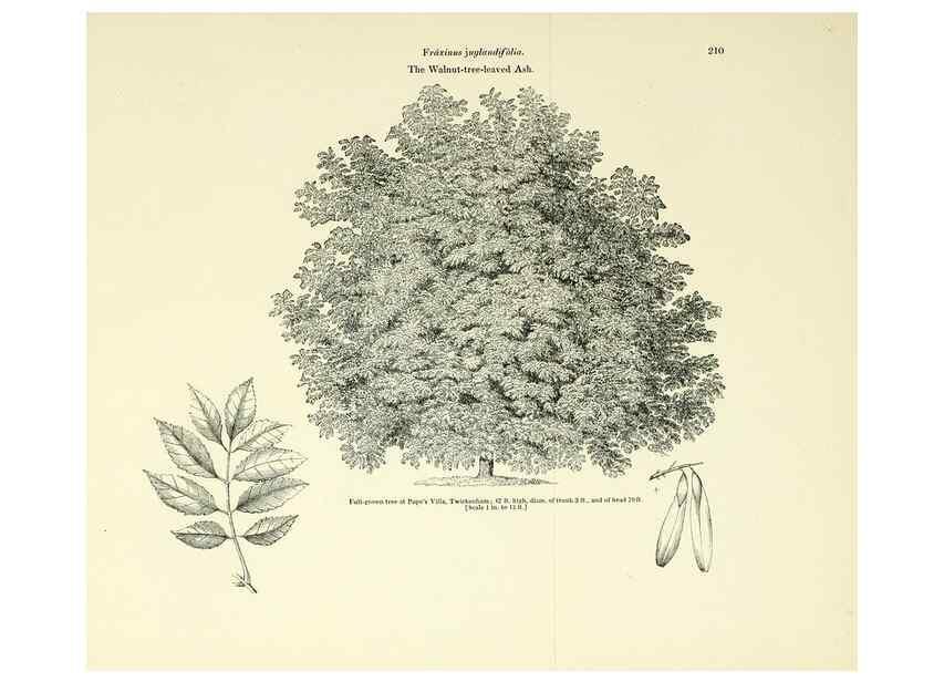 Reproducción/Reproduction 6918278220: Arboretum et fruticetum britannicum, or :. London :J.C. Loudon,1844.