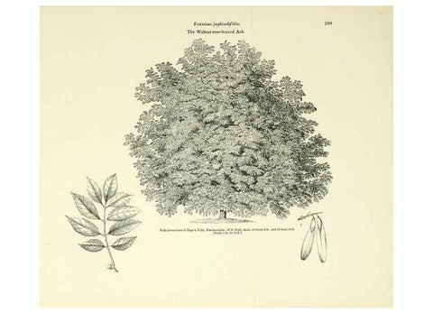 Reproducción/Reproduction 6918278220: Arboretum et fruticetum britannicum, or :. London :J.C. Loudon,1844.