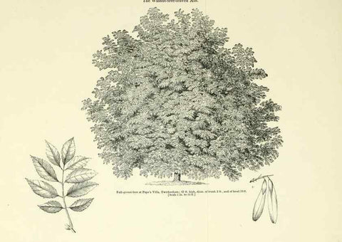 Reproducción/Reproduction 6918278220: Arboretum et fruticetum britannicum, or :. London :J.C. Loudon,1844.
