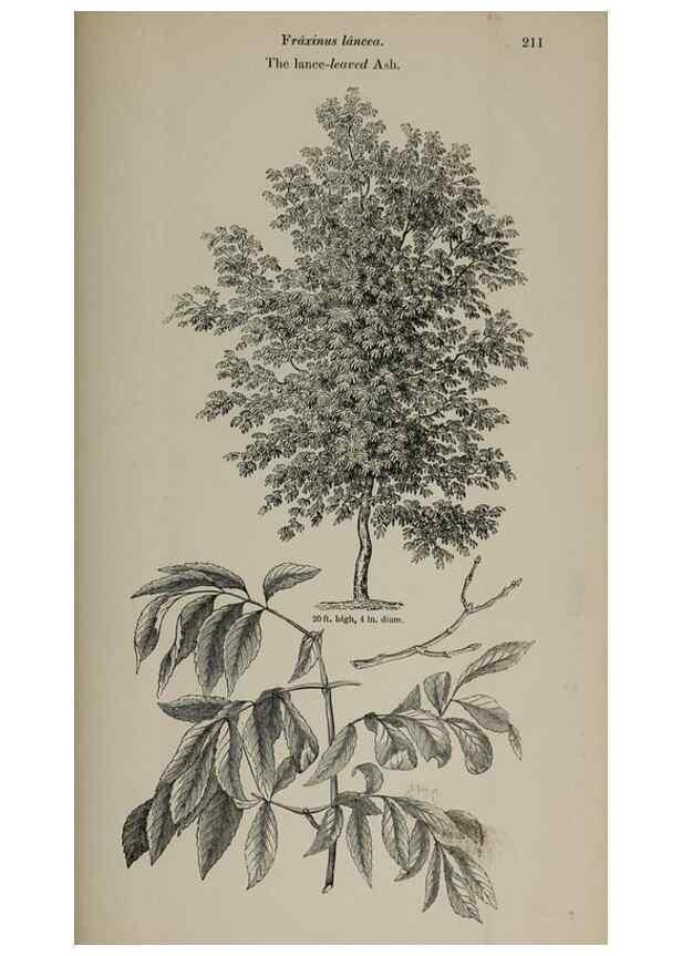 Reproducción/Reproduction 7064356541: Arboretum et fruticetum britannicum, or :. London :J.C. Loudon,1844.