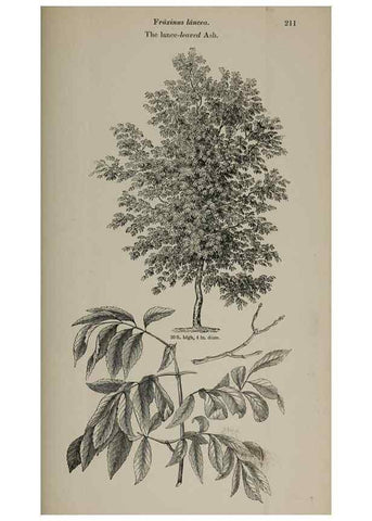 Reproducción/Reproduction 7064356541: Arboretum et fruticetum britannicum, or :. London :J.C. Loudon,1844.
