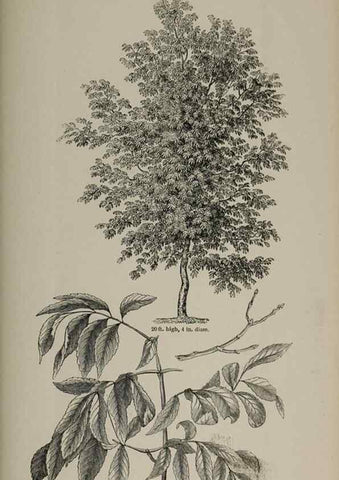 Reproducción/Reproduction 7064356541: Arboretum et fruticetum britannicum, or :. London :J.C. Loudon,1844.