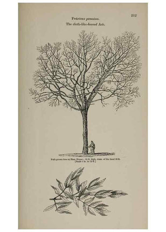 Reproducción/Reproduction 6918279834: Arboretum et fruticetum britannicum, or :. London :J.C. Loudon,1844.