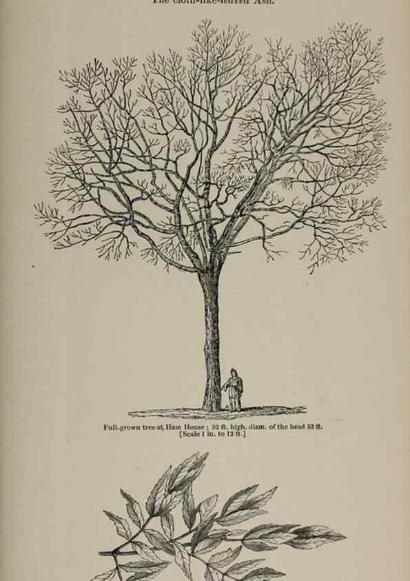 Reproducción/Reproduction 6918279834: Arboretum et fruticetum britannicum, or :. London :J.C. Loudon,1844.