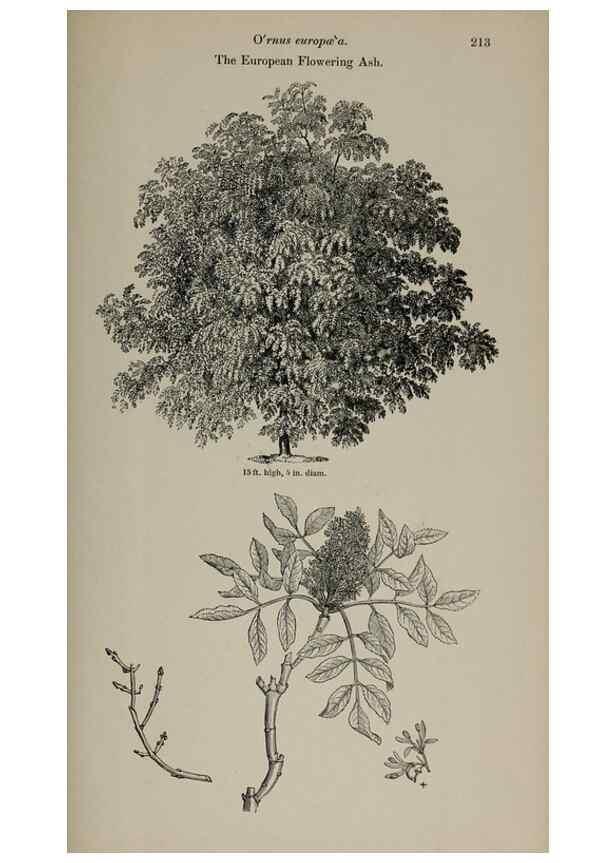 Reproducción/Reproduction 7064358273: Arboretum et fruticetum britannicum, or :. London :J.C. Loudon,1844.