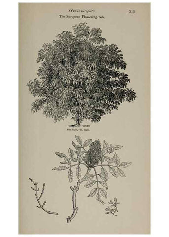 Reproducción/Reproduction 7064358273: Arboretum et fruticetum britannicum, or :. London :J.C. Loudon,1844.