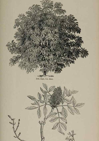 Reproducción/Reproduction 7064358273: Arboretum et fruticetum britannicum, or :. London :J.C. Loudon,1844.
