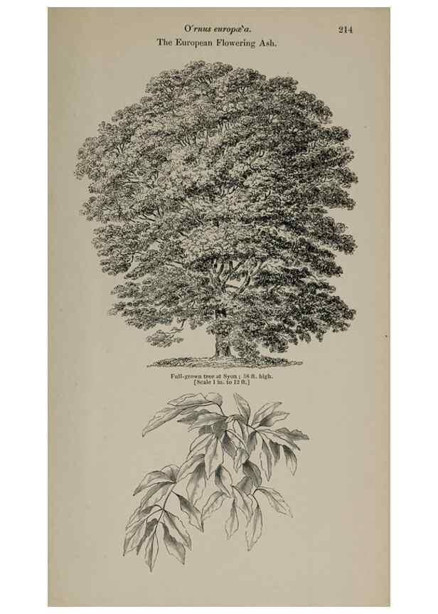 Reproducción/Reproduction 6918280848: Arboretum et fruticetum britannicum, or :. London :J.C. Loudon,1844.