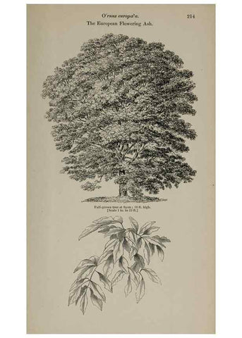 Reproducción/Reproduction 6918280848: Arboretum et fruticetum britannicum, or :. London :J.C. Loudon,1844.
