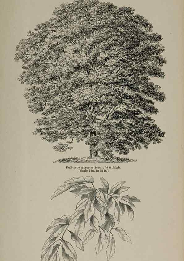 Reproducción/Reproduction 6918280848: Arboretum et fruticetum britannicum, or :. London :J.C. Loudon,1844.