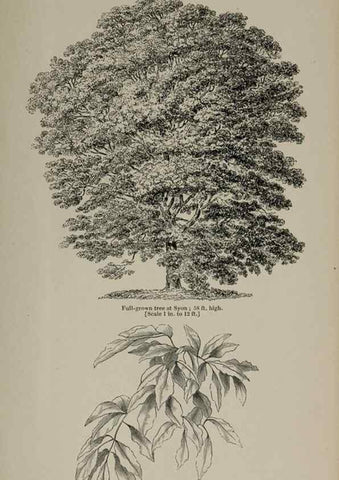 Reproducción/Reproduction 6918280848: Arboretum et fruticetum britannicum, or :. London :J.C. Loudon,1844.