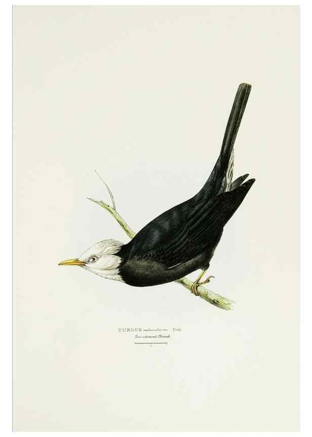 Reproducción/Reproduction 6918898560: A fasciculus of the birds of China.. London,Printed by Taylor and Francis,1871