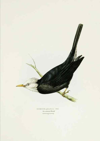 Reproducción/Reproduction 6918898560: A fasciculus of the birds of China.. London,Printed by Taylor and Francis,1871