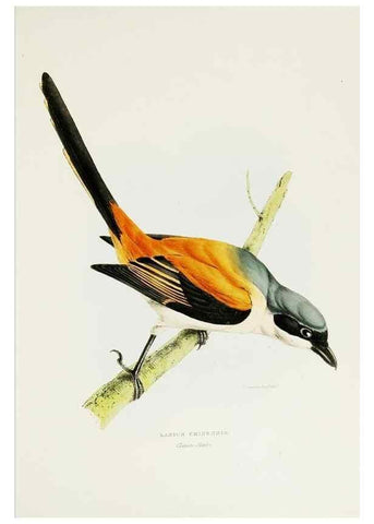 Reproducción/Reproduction 7064977115: A fasciculus of the birds of China.. London,Printed by Taylor and Francis,1871
