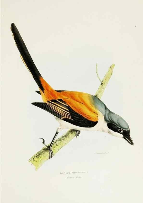 Reproducción/Reproduction 7064977115: A fasciculus of the birds of China.. London,Printed by Taylor and Francis,1871