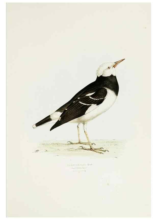 Reproducción/Reproduction 7064977741: A fasciculus of the birds of China.. London,Printed by Taylor and Francis,1871