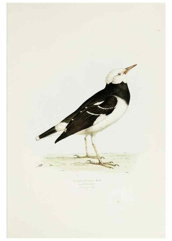 Reproducción/Reproduction 7064977741: A fasciculus of the birds of China.. London,Printed by Taylor and Francis,1871