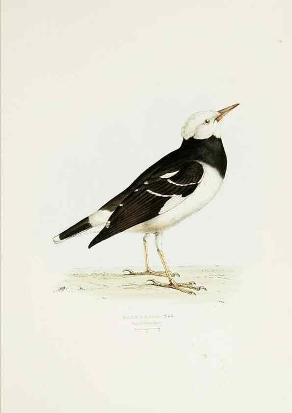 Reproducción/Reproduction 7064977741: A fasciculus of the birds of China.. London,Printed by Taylor and Francis,1871