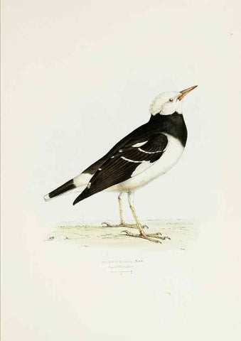 Reproducción/Reproduction 7064977741: A fasciculus of the birds of China.. London,Printed by Taylor and Francis,1871