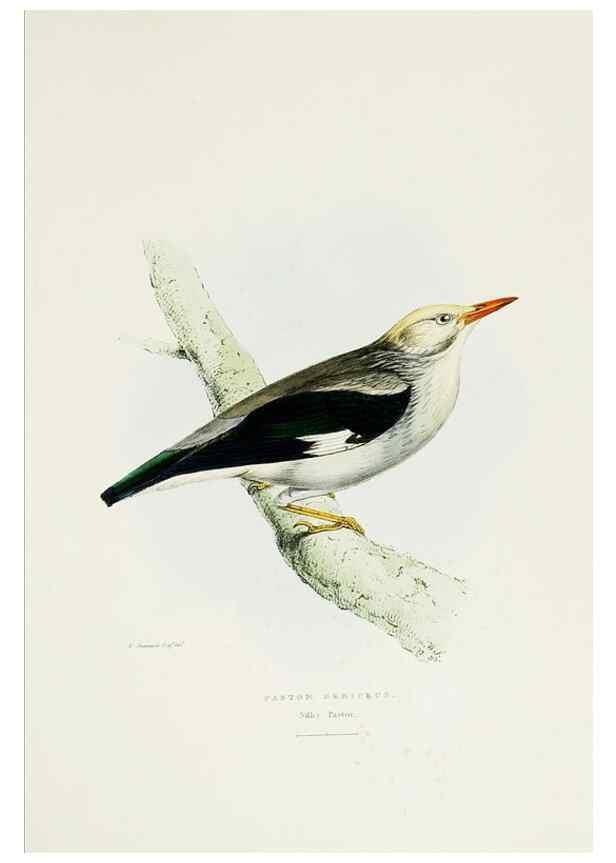 Reproducción/Reproduction 6918900116: A fasciculus of the birds of China.. London,Printed by Taylor and Francis,1871