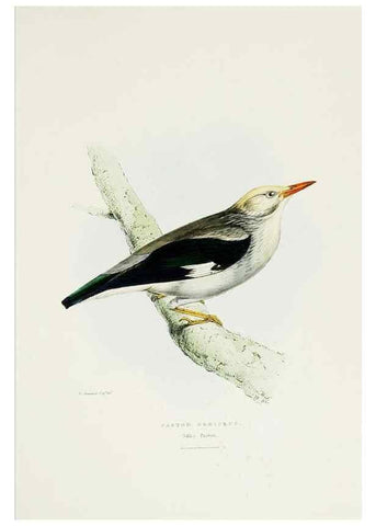 Reproducción/Reproduction 6918900116: A fasciculus of the birds of China.. London,Printed by Taylor and Francis,1871