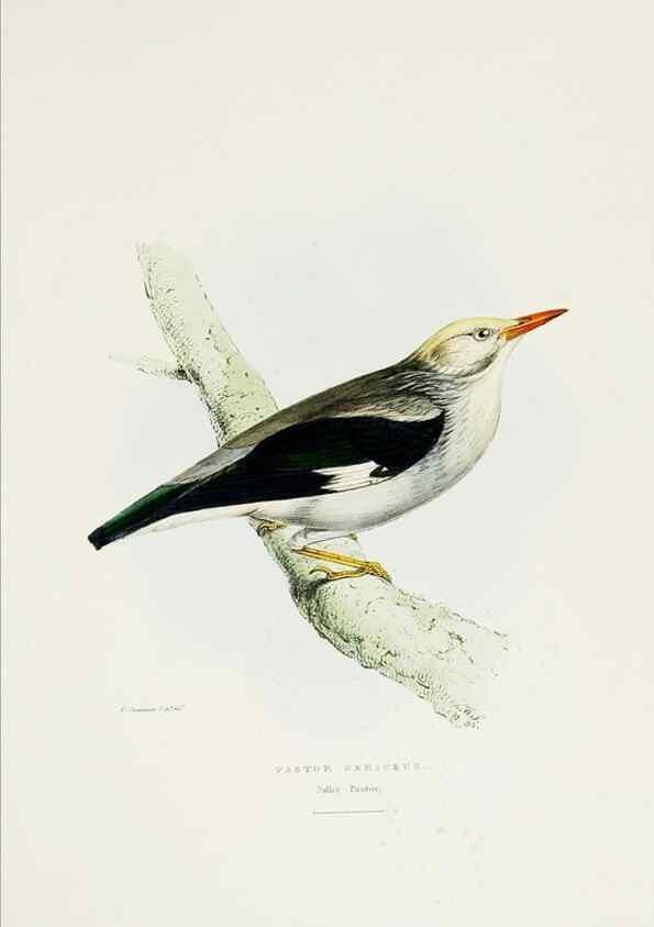 Reproducción/Reproduction 6918900116: A fasciculus of the birds of China.. London,Printed by Taylor and Francis,1871