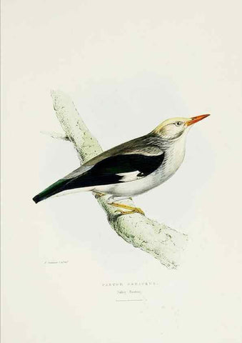Reproducción/Reproduction 6918900116: A fasciculus of the birds of China.. London,Printed by Taylor and Francis,1871