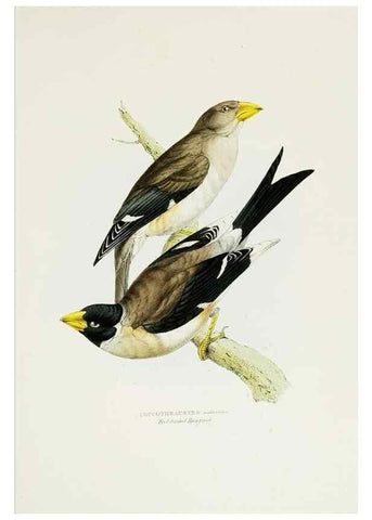 Reproducción/Reproduction 6918900570: A fasciculus of the birds of China.. London,Printed by Taylor and Francis,1871