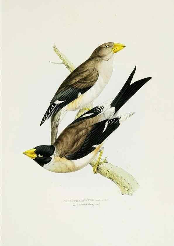 Reproducción/Reproduction 6918900570: A fasciculus of the birds of China.. London,Printed by Taylor and Francis,1871