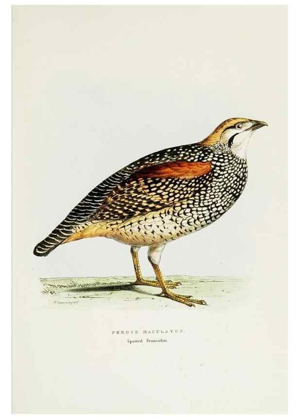 Reproducción/Reproduction 6918900992: A fasciculus of the birds of China.. London,Printed by Taylor and Francis,1871
