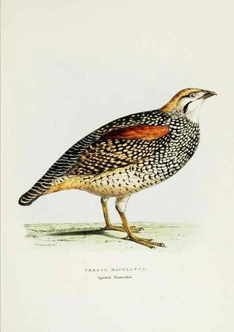 Reproducción/Reproduction 6918900992: A fasciculus of the birds of China.. London,Printed by Taylor and Francis,1871