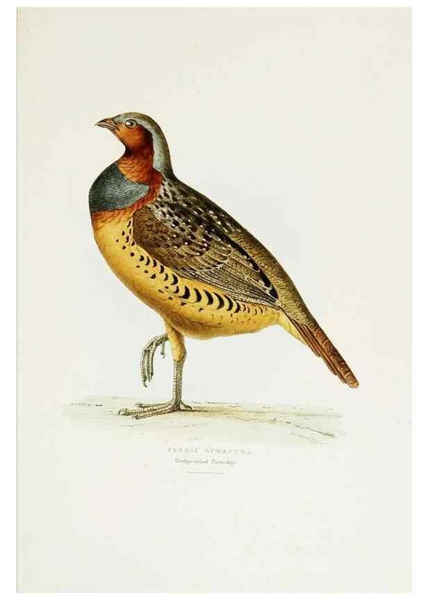 Reproducción/Reproduction 6918901426: A fasciculus of the birds of China.. London,Printed by Taylor and Francis,1871