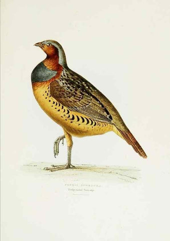 Reproducción/Reproduction 6918901426: A fasciculus of the birds of China.. London,Printed by Taylor and Francis,1871