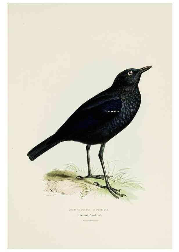 Reproducción/Reproduction 6918898216: A fasciculus of the birds of China.. London,Printed by Taylor and Francis,1871