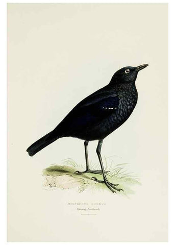 Reproducción/Reproduction 6918898216: A fasciculus of the birds of China.. London,Printed by Taylor and Francis,1871
