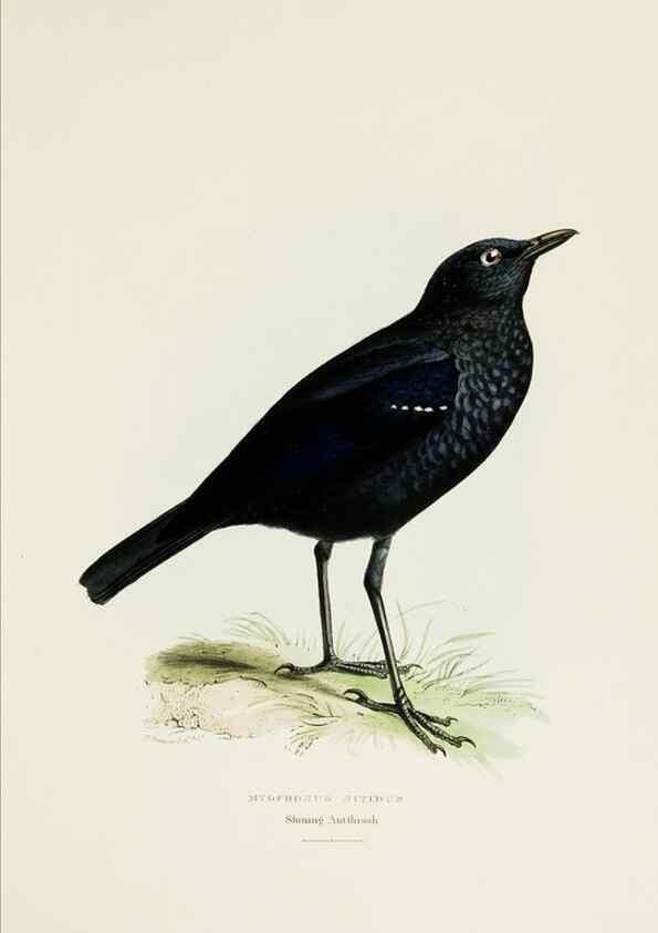 Reproducción/Reproduction 6918898216: A fasciculus of the birds of China.. London,Printed by Taylor and Francis,1871