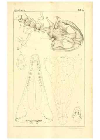 Reproducción/Reproduction 7070916377: Die Klassen und Ordnungen des Thier-Reichs,. Leipzig :C.F. Winter,1859-1901.