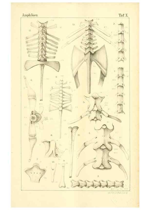 Reproducción/Reproduction 6924839766: Die Klassen und Ordnungen des Thier-Reichs,. Leipzig :C.F. Winter,1859-1901.