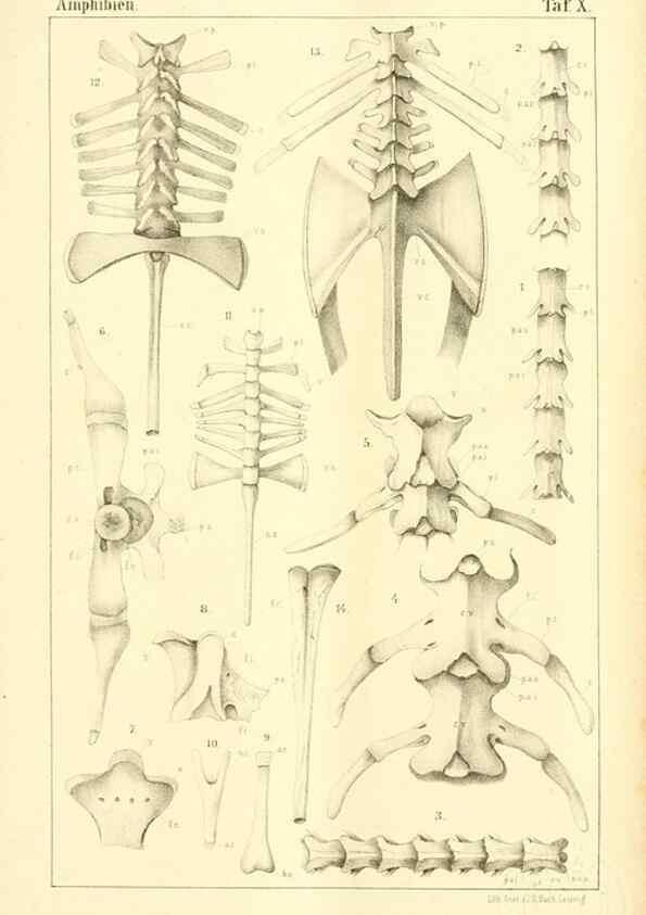 Reproducción/Reproduction 6924839766: Die Klassen und Ordnungen des Thier-Reichs,. Leipzig :C.F. Winter,1859-1901.