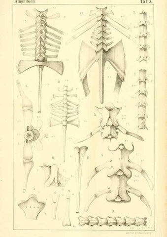 Reproducción/Reproduction 6924839766: Die Klassen und Ordnungen des Thier-Reichs,. Leipzig :C.F. Winter,1859-1901.