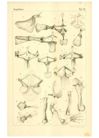 Reproducción/Reproduction 6924840674: Die Klassen und Ordnungen des Thier-Reichs,. Leipzig :C.F. Winter,1859-1901.