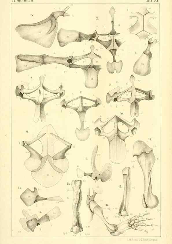 Reproducción/Reproduction 6924840674: Die Klassen und Ordnungen des Thier-Reichs,. Leipzig :C.F. Winter,1859-1901.