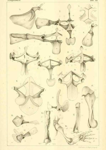 Reproducción/Reproduction 6924840674: Die Klassen und Ordnungen des Thier-Reichs,. Leipzig :C.F. Winter,1859-1901.