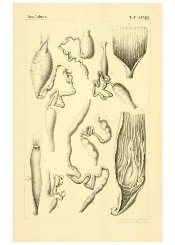 Reproducción/Reproduction 6924856964: Die Klassen und Ordnungen des Thier-Reichs,. Leipzig :C.F. Winter,1859-1901.