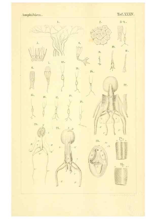 Reproducción/Reproduction 7070935257: Die Klassen und Ordnungen des Thier-Reichs,. Leipzig :C.F. Winter,1859-1901.