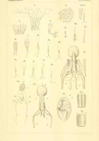 Reproducción/Reproduction 7070935257: Die Klassen und Ordnungen des Thier-Reichs,. Leipzig :C.F. Winter,1859-1901.
